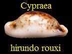 Cypraea hirundo rouxi, Ancey 1882